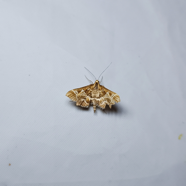 Diasemia reticularis - betűmintás tűzmoly