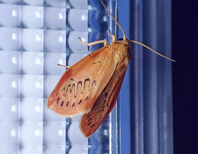 Miltochrista miniata - piros medvelepke