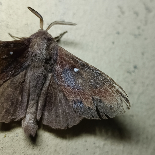 Dendrolimus pini - fenyőpohók