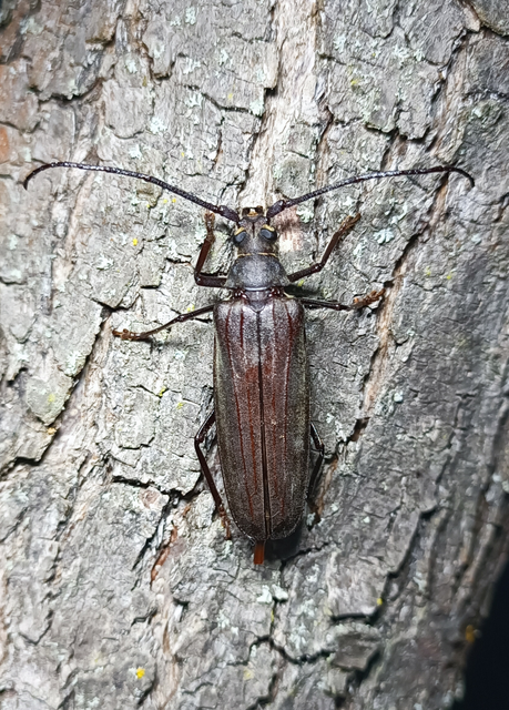 Aegosoma scabricorne - diófacincér