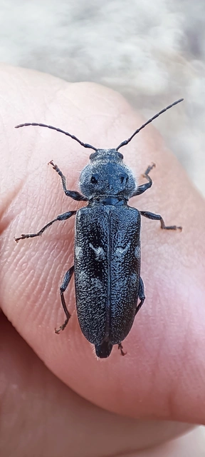 Hylotrupes bajulus - házicincér