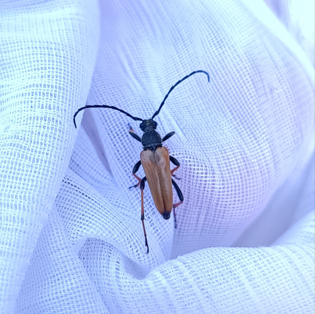 Stictoleptura rubra - vörös virágcincér
