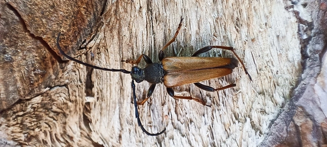 Stictoleptura rubra - vörös virágcincér