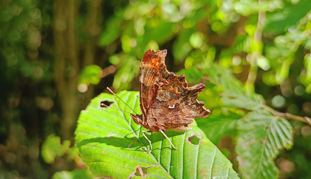 Nymphalis c-album - C-betűs lepke