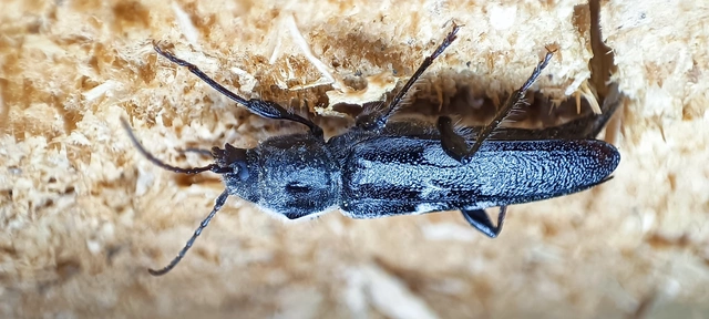 Hylotrupes bajulus - házicincér