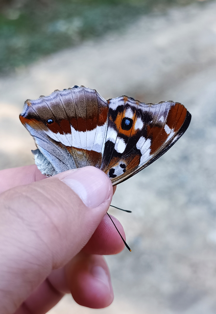 Apatura iris - nagy színjátszólepke