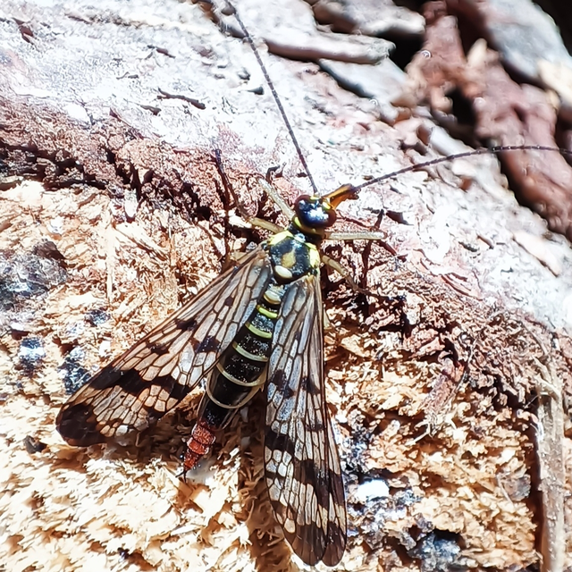 Panorpa communis/vulgaris