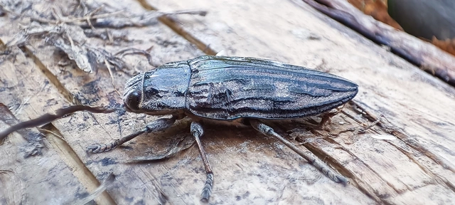 Chalcophora mariana - nagy fenyvesdíszbogár