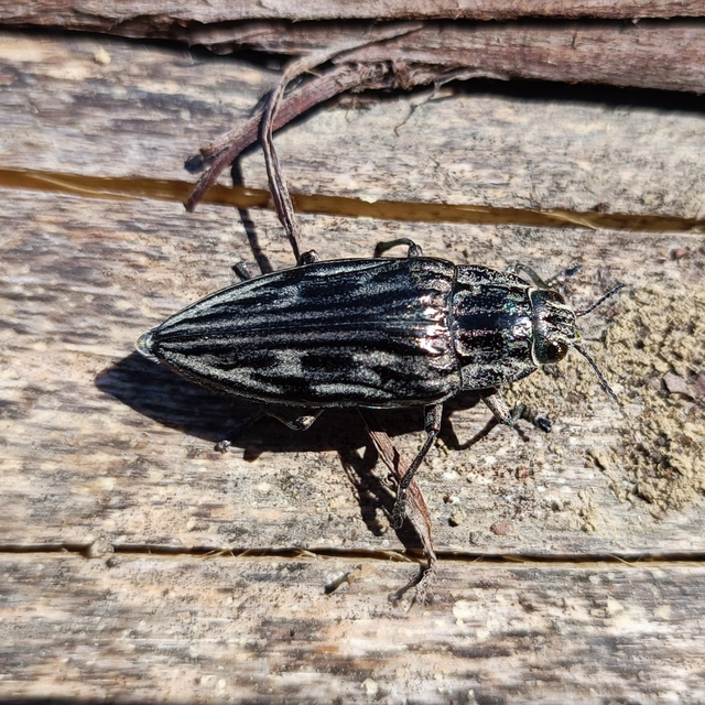 Chalcophora mariana - nagy fenyvesdíszbogár