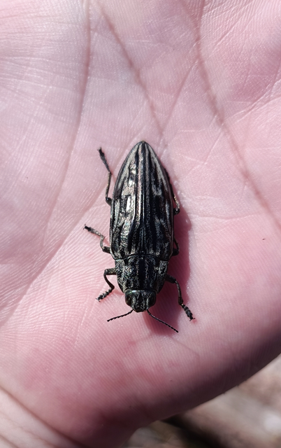 Chalcophora mariana - nagy fenyvesdíszbogár
