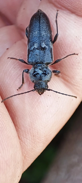 Hylotrupes bajulus - házicincér