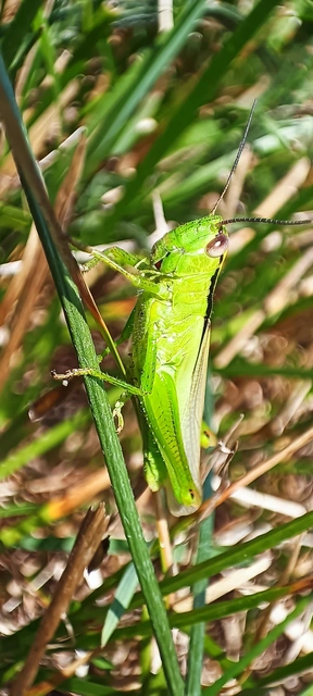Acrididae - sáskák