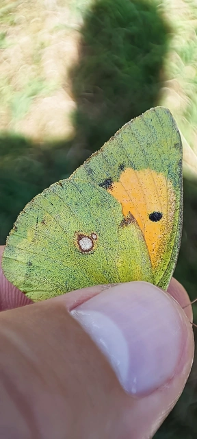 Colias croceus - sáfránylepke