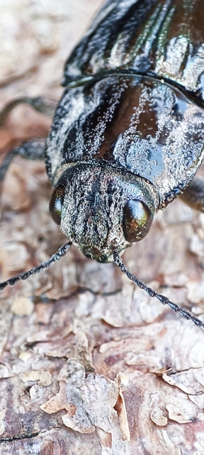 Chalcophora mariana - nagy fenyvesdíszbogár