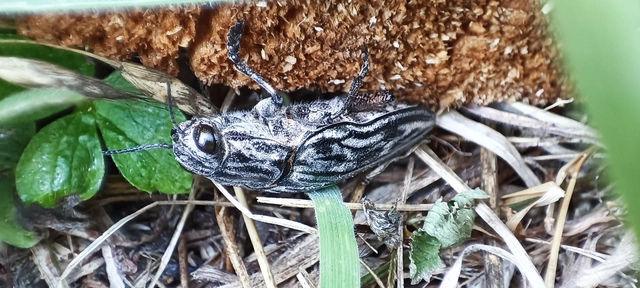 Chalcophora mariana - nagy fenyvesdíszbogár