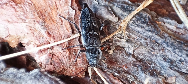 Hylotrupes bajulus - házicincér