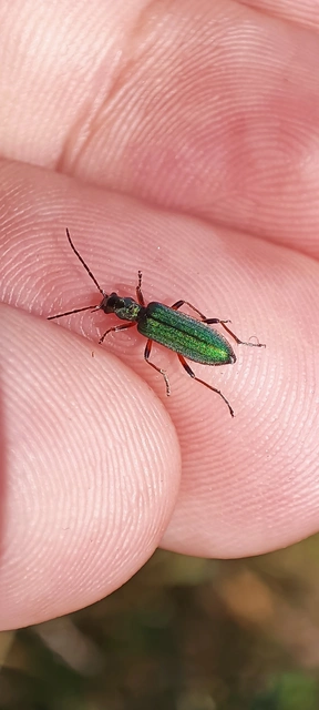 Chrysanthia geniculata - feketecsápú álcincér