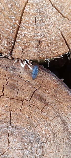 Buprestis haemorrhoidalis - foltosfejű díszbogár