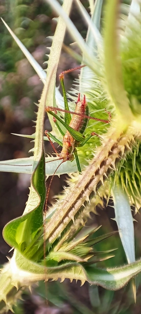Leptophyes albovittata - közönséges virágszöcske