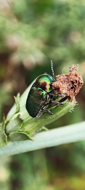 Cryptocephalus