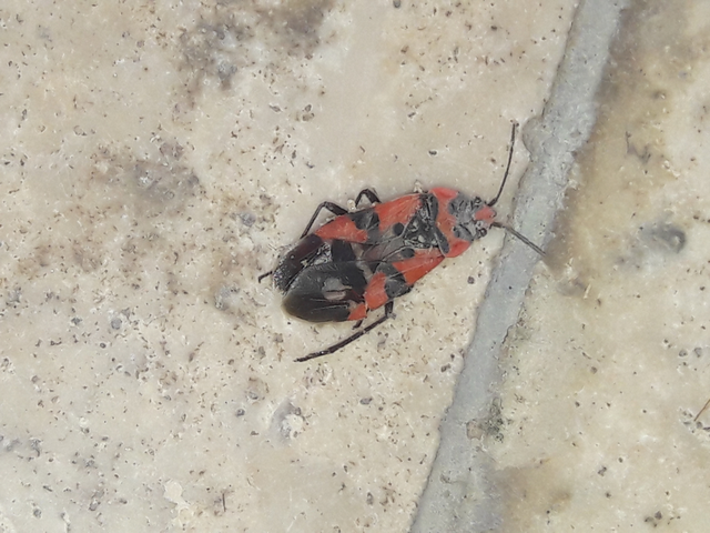 Lygaeus equestris/simulans
