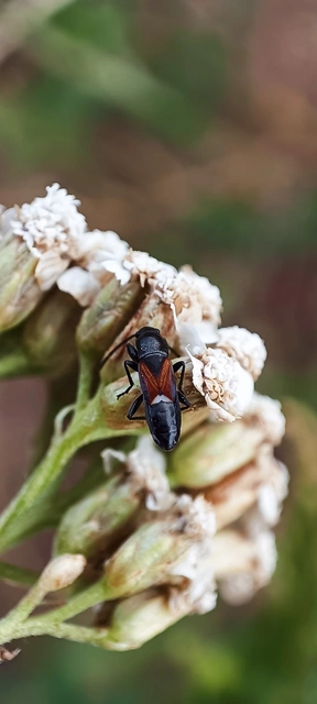 Pterotmetus staphyliniformis - kurtaszárnyú bodobács Pterotmetus staphyliniformis - kurtaszárnyú bodobács