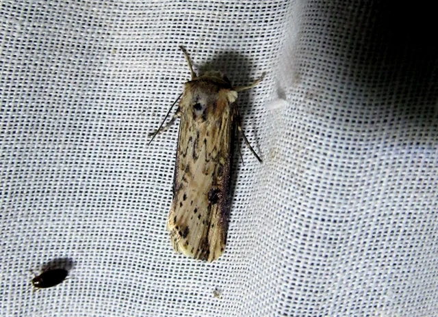 Axylia putris - vonalkás földibagoly