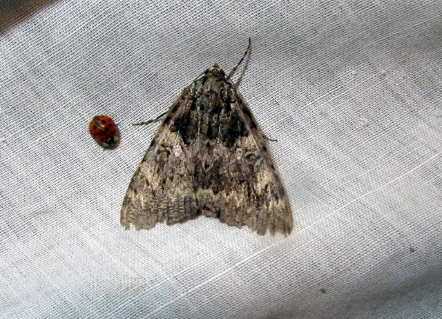 Catocala promissa - kis tölgyfa-övesbagoly