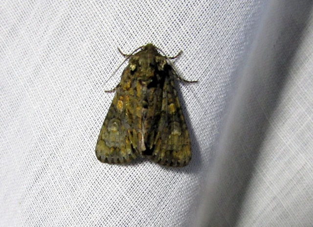 Craniophora ligustri - fagyalbagoly