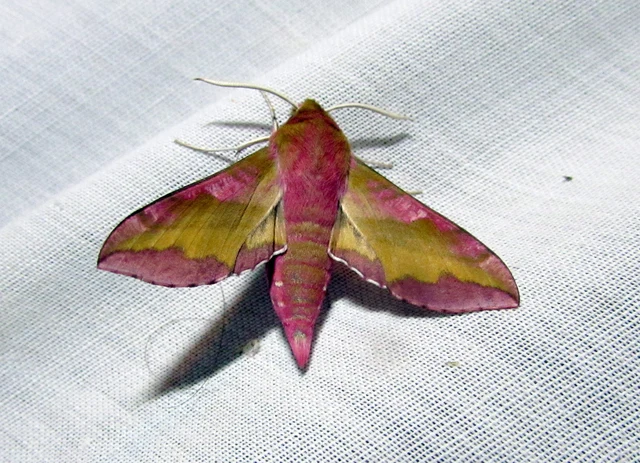 Deilephila porcellus - piros szender