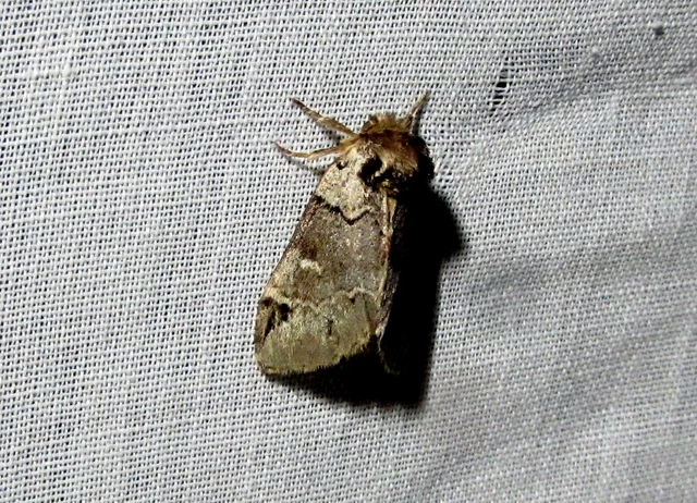 Drymonia obliterata - feketefoltos púposszövő
