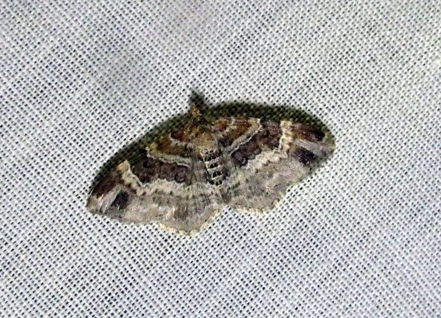 sávos tarkaaraszoló - Xanthorhoe spadicearia