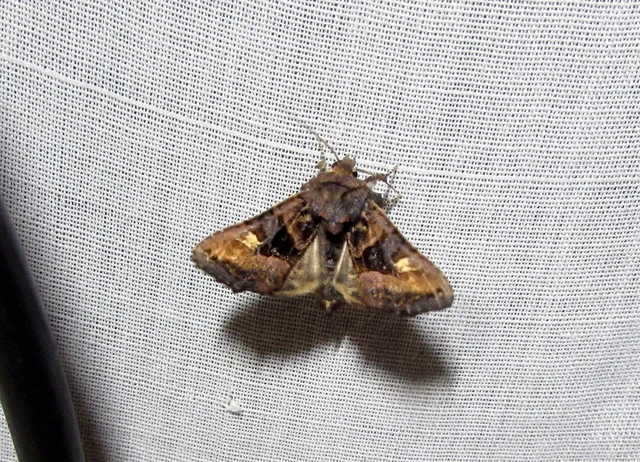 szeder-csipkésbagoly - Euplexia lucipara