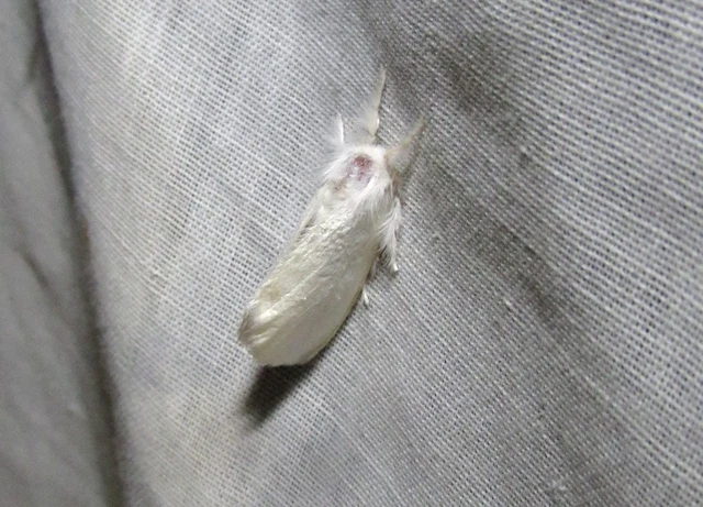 Sphrageidus similis - sárgafarú szövő