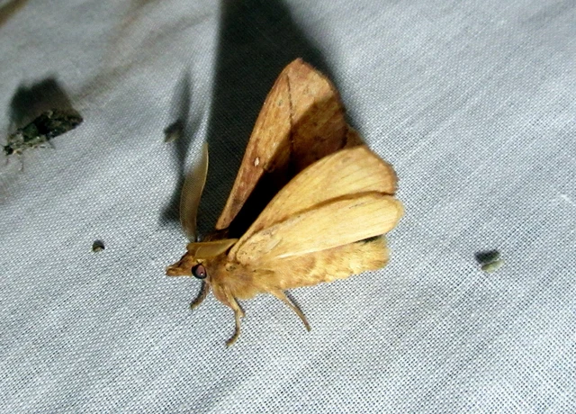 Euthrix potatoria - szomjas pohók