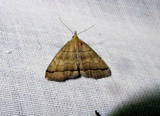 Herminia tarsicrinalis - szőröslábú karcsúbagoly