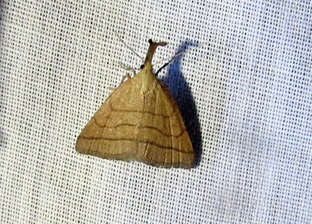 sötétaljú karcsúbagoly - Polypogon tentacularia