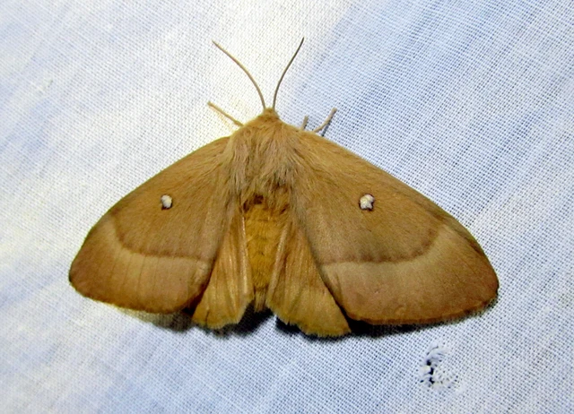 Lasiocampa quercus - tölgyfaszövő