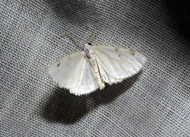 Lomographa bimaculata - kétpontos fehéraraszoló