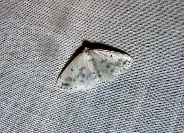 Lomographa temerata - foltos fehéraraszoló