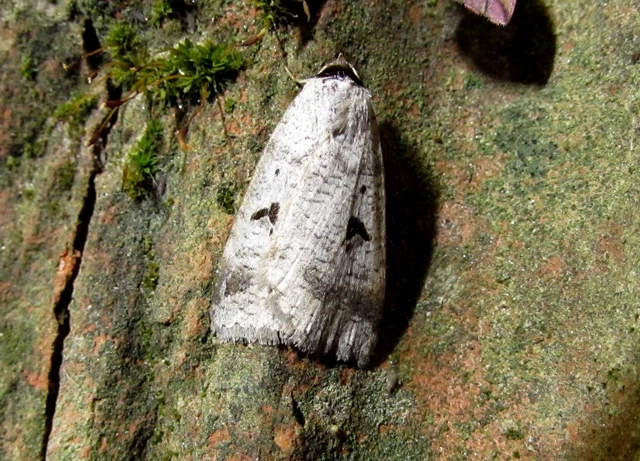 közönséges csüdfűbagoly - Lygephila pastinum