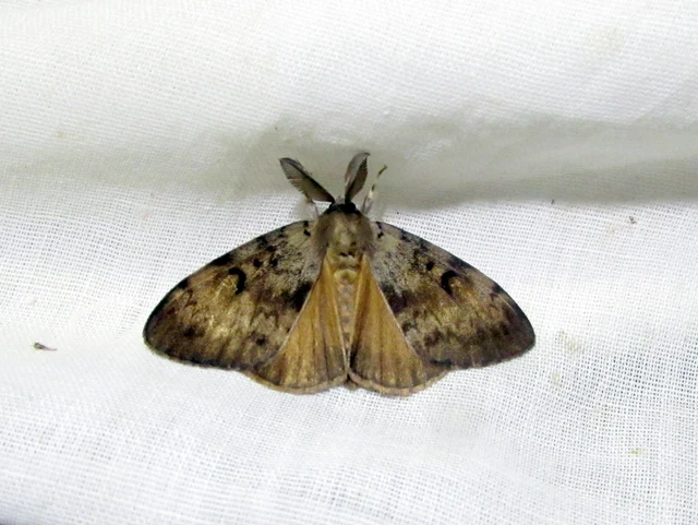 Lymantria dispar - gyapjaslepke