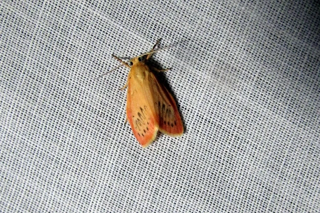 Miltochrista miniata - piros medvelepke