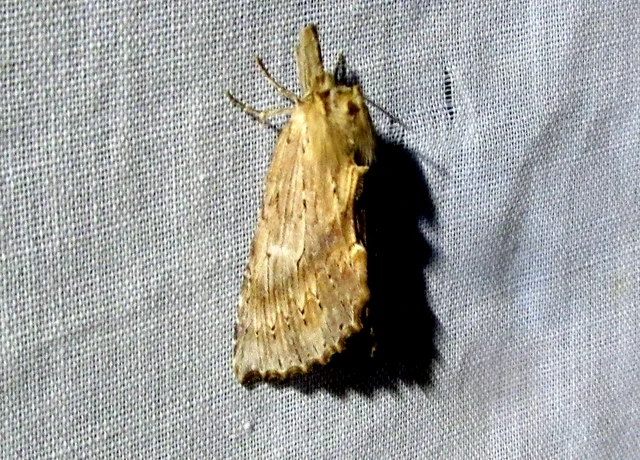 Pterostoma palpina - csőrös púposszövő