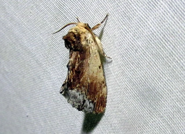 Ptilodon cucullina - csuklyás púposszövő