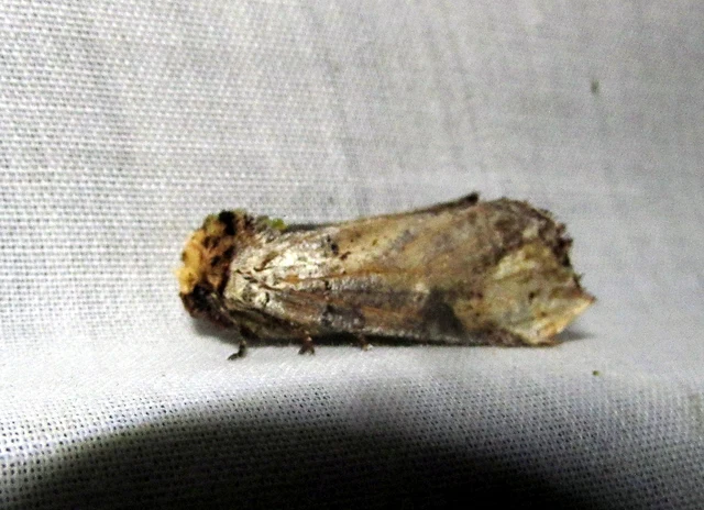 Phalera bucephala - sárgafoltos púposszövő