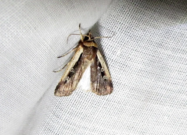 Ochropleura plecta - fehérszegélyű fűbagoly