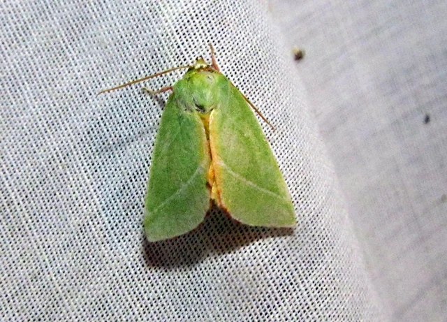 Pseudoips prasinana - bükkfa-zöldbagoly
