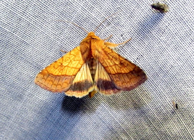 iglicebagoly - Pyrrhia umbra