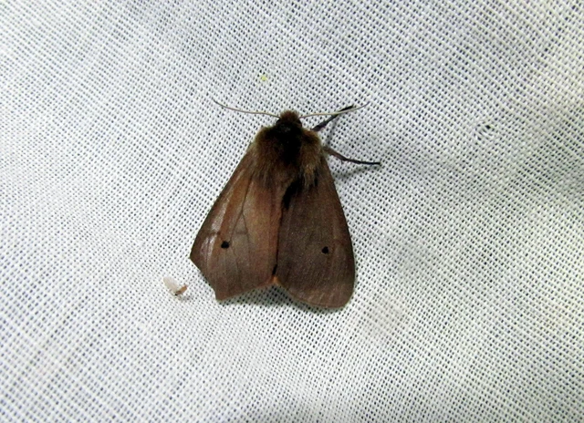 Phragmatobia fuliginosa - füstös medvelepke